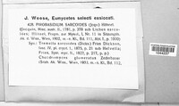 Ascocoryne sarcoides image